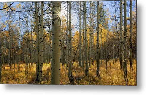 Tranquility Metal Print featuring the photograph Aspen Grove South Lake Tahoe, California by Vns24@yahoo.com