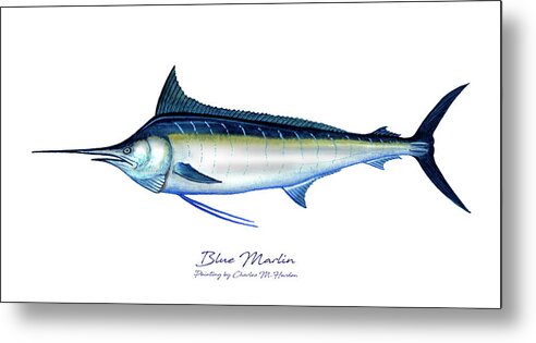 Charles Harden Metal Print featuring the painting Blue Marlin by Charles Harden