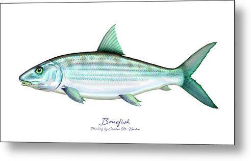 Charles Harden Metal Print featuring the painting Bonefish by Charles Harden