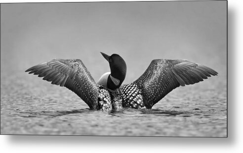 Loon Metal Print featuring the photograph Common Loon In Black And White by Jim Cumming