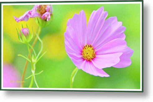 Color Metal Print featuring the photograph Cosmos Flower in Full Bloom, Bud by A Macarthur Gurmankin