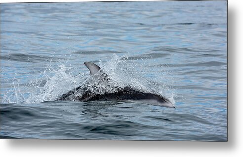 White Metal Print featuring the photograph Dolphin by Canadart -