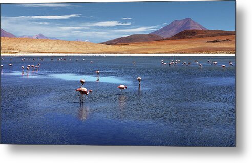 Bolivia Metal Print featuring the photograph Flamingos by P.folk / Photography