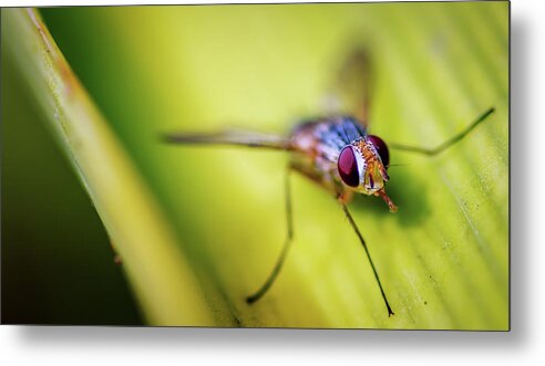 Fly Metal Print featuring the photograph Fly by Pixie Pics