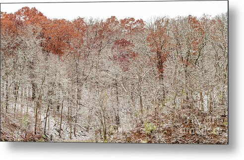 Trees Metal Print featuring the photograph Holding Onto Fall by Tamara Becker