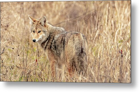  Metal Print featuring the photograph Hungry and Looking by Marcy Wielfaert
