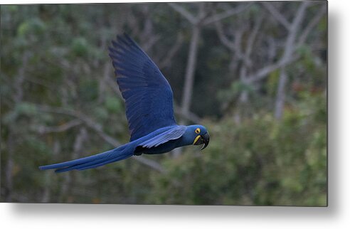 Hyacinth Metal Print featuring the photograph Hyacinth Macaw by Patrick Nowotny