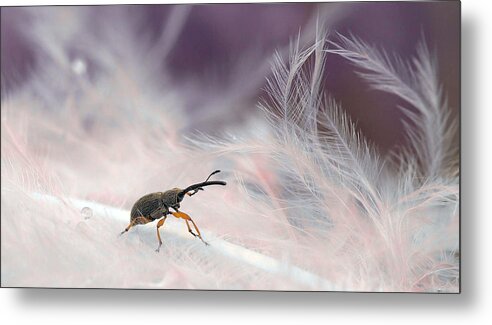 Insect Metal Print featuring the photograph In The Forest Of Feathers... by Thierry Dufour