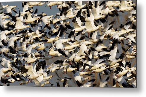 Let's Get The Flock Outta Here! Metal Print featuring the photograph Let's Get the Flock Outta Here -- Ross's Geese at Merced National Wildlife Refuge, California by Darin Volpe