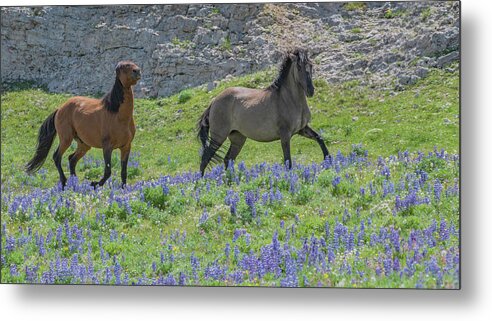 Wild Horses Metal Print featuring the photograph Mustang Run by Marcy Wielfaert