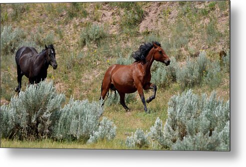 Mustangs Of The Badlands-1475 Metal Print featuring the photograph Mustangs Of The Badlands-1475 by Gordon Semmens