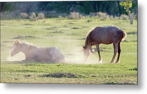 Mustangs Of The Badlands 19 Metal Print featuring the photograph Mustangs Of The Badlands 19 by Gordon Semmens