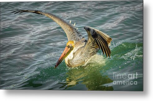 Pelican Flight Metal Print featuring the photograph Pelican Wings by Stefano Senise