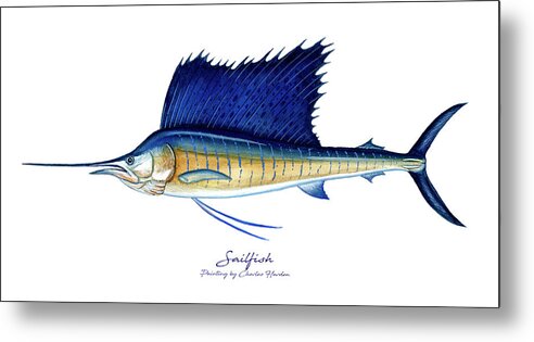 Charles Harden Metal Print featuring the painting Sailfish by Charles Harden