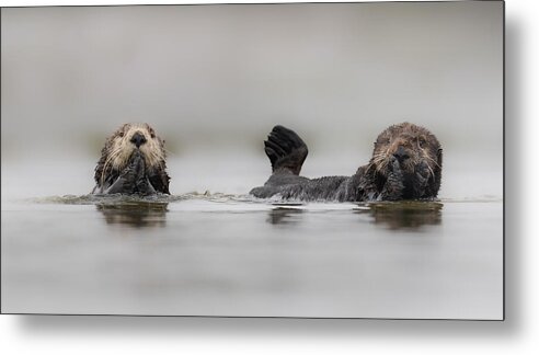 Wildlife Metal Print featuring the photograph Sea Otters Rafting by Jinchao Lyu