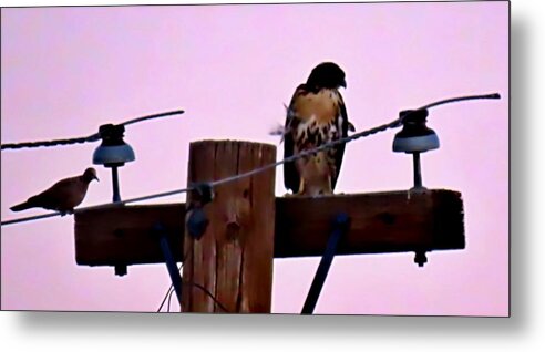 Affordable Metal Print featuring the photograph The Hawk and the Dove After Sundown by Judy Kennedy