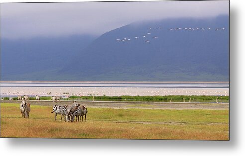 Grass Metal Print featuring the photograph Zebras And Pink Flamingos - Tanzania by Christophe Paquignon