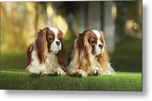 Pets Metal Print featuring the photograph Cavalier king charles spaniels #1 by Sergey Ryumin