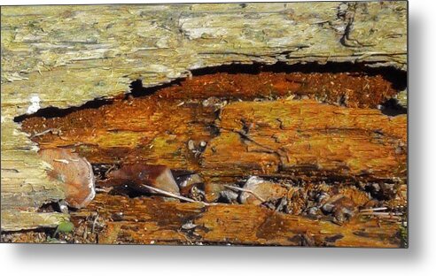 Tree Metal Print featuring the mixed media Fallen Tree by Christopher Reed