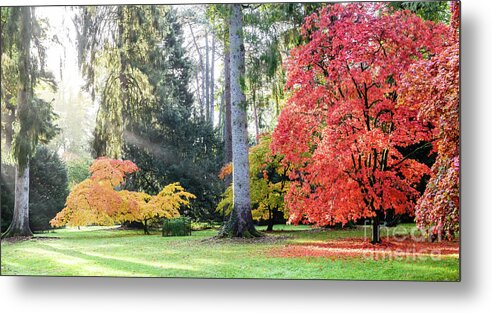 Westonbirt Metal Print featuring the photograph Autumn colours #15 by Colin Rayner