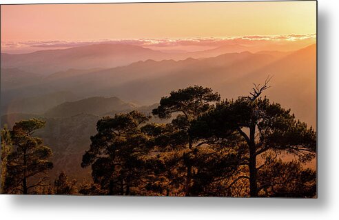 Dawn Metal Print featuring the photograph Silhouette of a forest pine tree during blue hour with bright sun at sunset. by Michalakis Ppalis