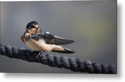 Barn Swallow Metal Print featuring the photograph Barn Swallow on Rope II by Patti Deters