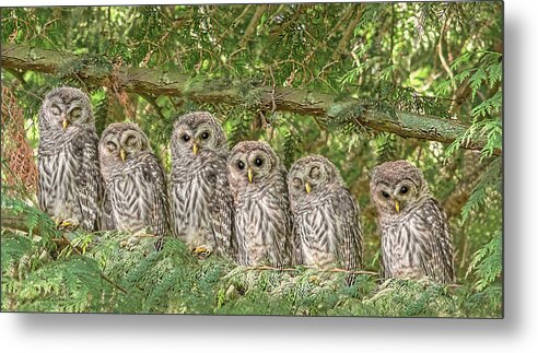 Owl Metal Print featuring the photograph Barred Owlets Nursery by Jennie Marie Schell