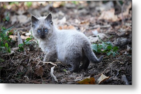 Kitten Metal Print featuring the photograph Blue Eyes by DArcy Evans