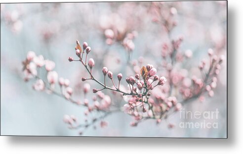 Blossom Metal Print featuring the photograph Closeup of spring pastel blooming flower in orchard. by Jelena Jovanovic