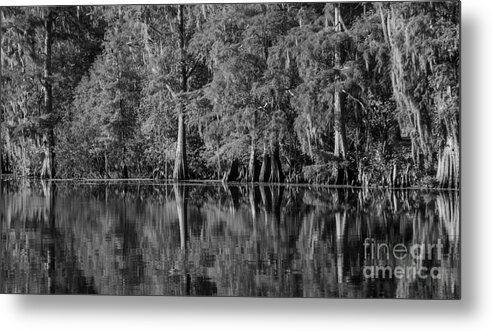 Bald Cypress Trees Metal Print featuring the photograph Cyprus Swamp along the Hillsborough River by L Bosco