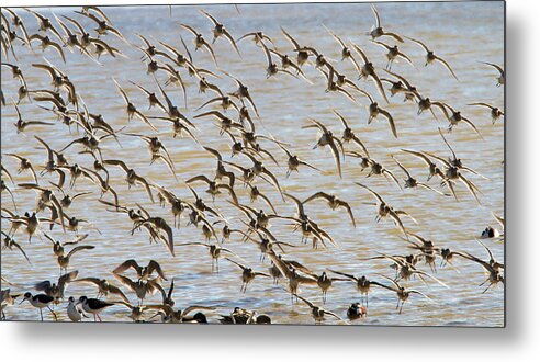 Birds Metal Print featuring the photograph Diagonal Takeoff by Jean Noren