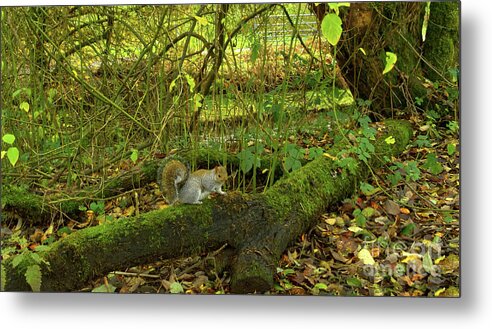 Grey Squirrel Metal Print featuring the photograph Eastern grey squirrel-Alkington Woods, Manchester, UK by Pics By Tony