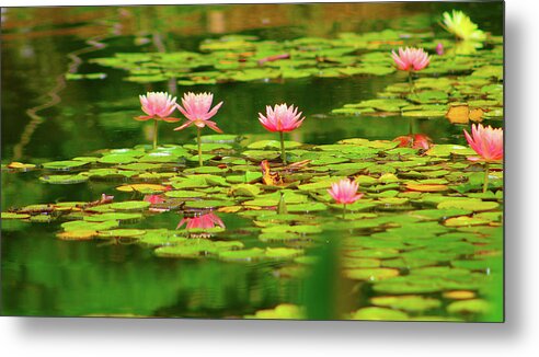 Water Metal Print featuring the photograph Lilly on the Lake by Marcus Jones