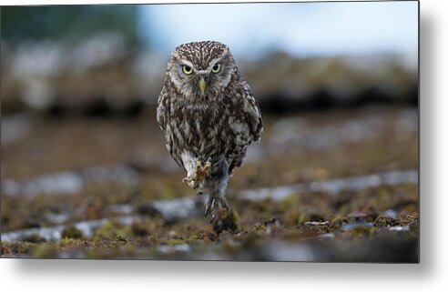 Little Metal Print featuring the photograph Little Owl On The Run by Pete Walkden