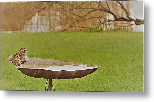  Metal Print featuring the photograph Little Sparrow by Agnieszka Gerwel