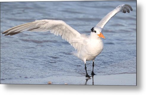 Royal Terns Metal Print featuring the photograph Muscular Wings 2 by Mingming Jiang