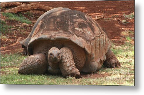 Tortoise Metal Print featuring the photograph Old Timers by Mary Mikawoz