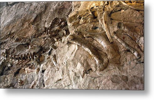 Geology Metal Print featuring the photograph One section of the Wall of Bones, Dinosaur National Monument by by Mike Lyvers
