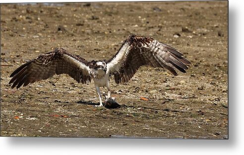 Osprey Metal Print featuring the photograph Osprey and Its Catch by Mingming Jiang