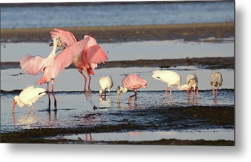 Roseate Spoonbill Metal Print featuring the photograph Roseate Spoonbill 9 by Mingming Jiang