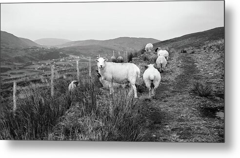 Ireland Sheep Metal Print featuring the photograph Rural Ireland Sheep - BW by Lexa Harpell