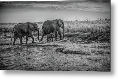 Chobe National Park Metal Print featuring the photograph Safely On The Other Side, Black and White by Marcy Wielfaert
