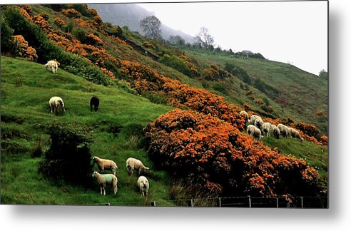 Sheep Metal Print featuring the photograph Sheep of Ballygally by Lexa Harpell