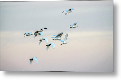 Snowy Egrets Metal Print featuring the photograph Snowy Egrets 4612-011520-2 by Tam Ryan