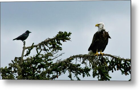 Bald Eagle Metal Print featuring the photograph Stare Down by Betty Depee