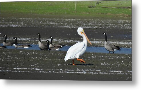 Pelican Metal Print featuring the photograph Step by Step by D Patrick Miller