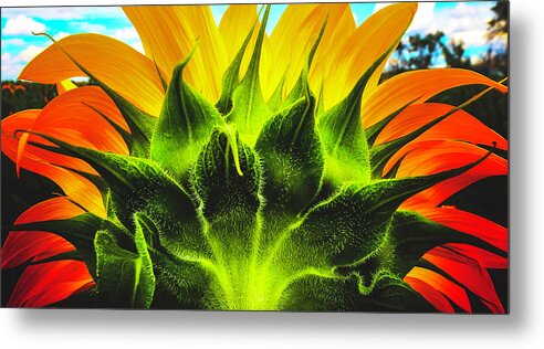 Sunflower Metal Print featuring the photograph Sunflower Sunburst  by Brian Gustafson
