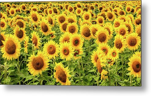 Sunflowers Metal Print featuring the photograph Sunflowers As Far As The Eye Can See by Marcy Wielfaert