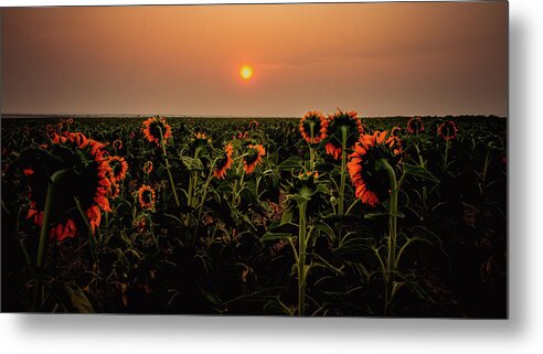 Sunflowers Metal Print featuring the photograph Sunflowers in Morning Light by Kevin Schwalbe