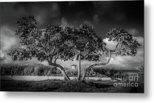 Anna Maria Island Metal Print featuring the photograph Tropical Tree at Lido Beach, Florida , BW by Liesl Walsh